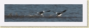 DSC_5070 Buffleheads taking off * 2691 x 635 * (309KB)